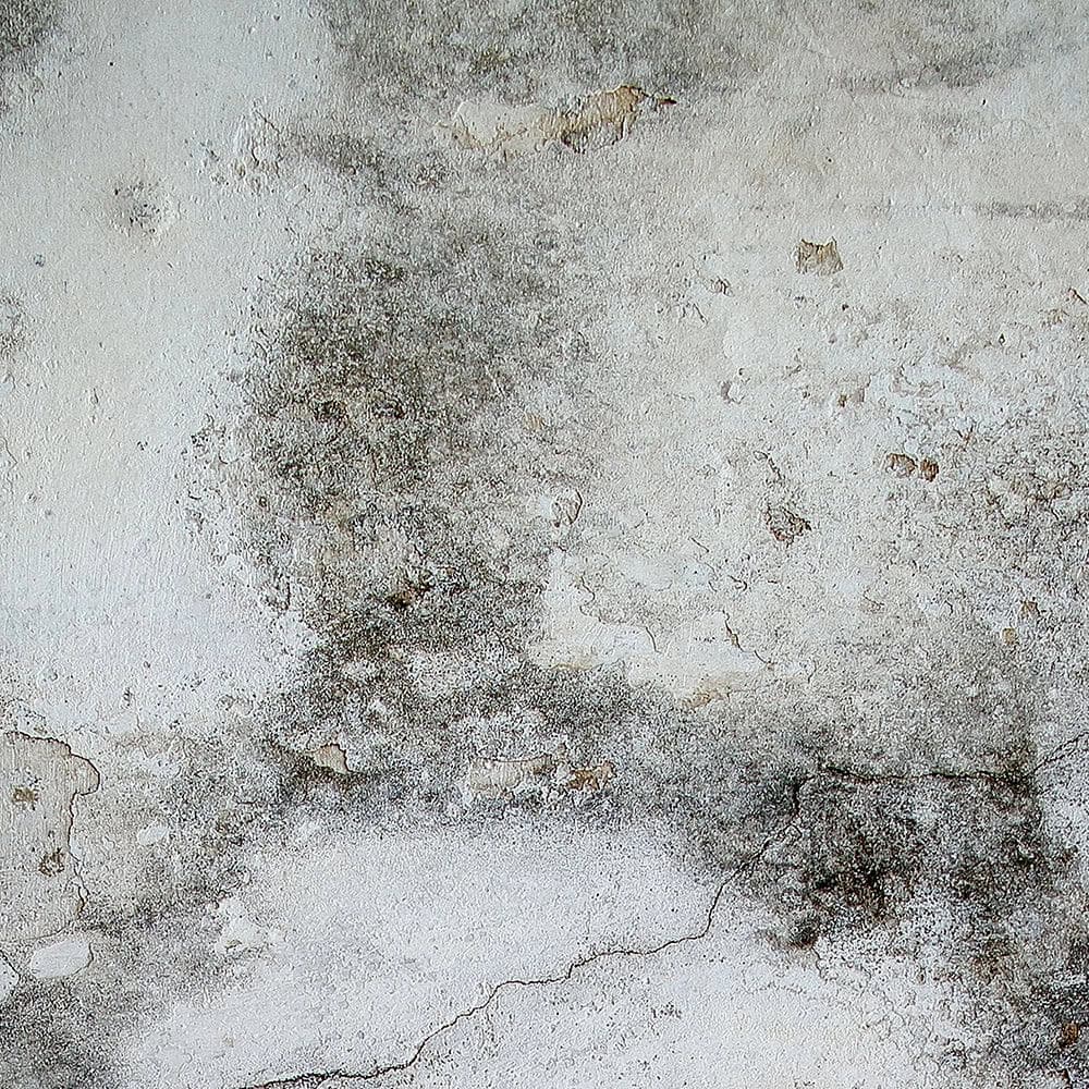 Advanced Reporting for Mould Mitigation